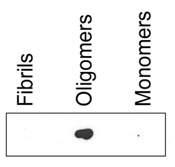 dot blot using ASyO5